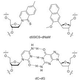 Illustration for article titled Scientists create bacteria with synthetic nucleotides